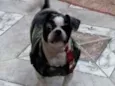 Bruninho 