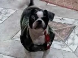Cachorro ra a Shitzu idade 3 anos nome Bruninho 