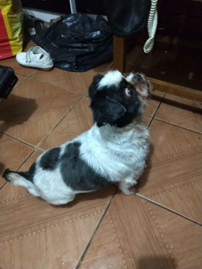 Cachorro ra a Shitzu idade 3 anos nome Bruninho 