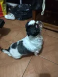Bruninho