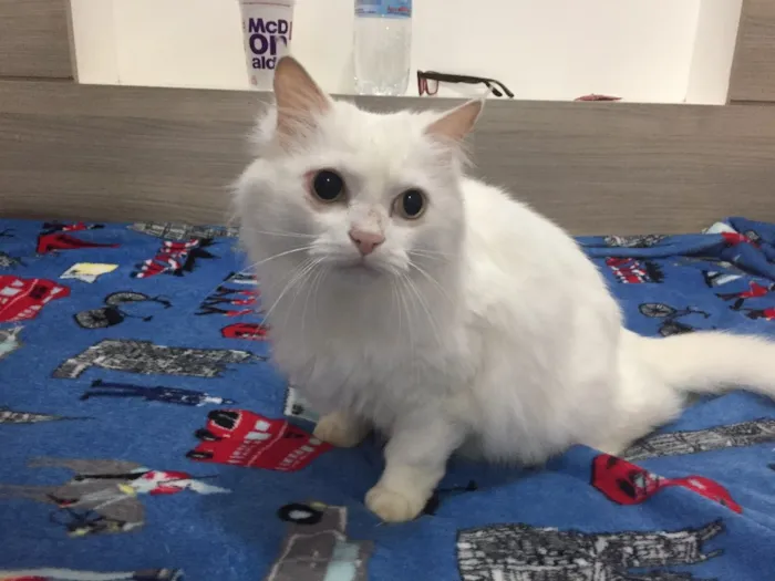 Gato ra a SRD idade 1 ano nome Mingau 