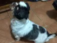 Bruninho 