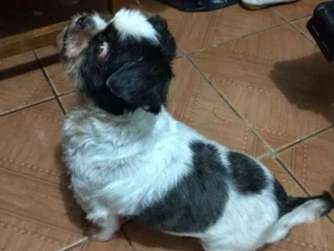 Cachorro ra a Shitzu idade 3 anos nome Bruninho 