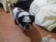 Bruninho 