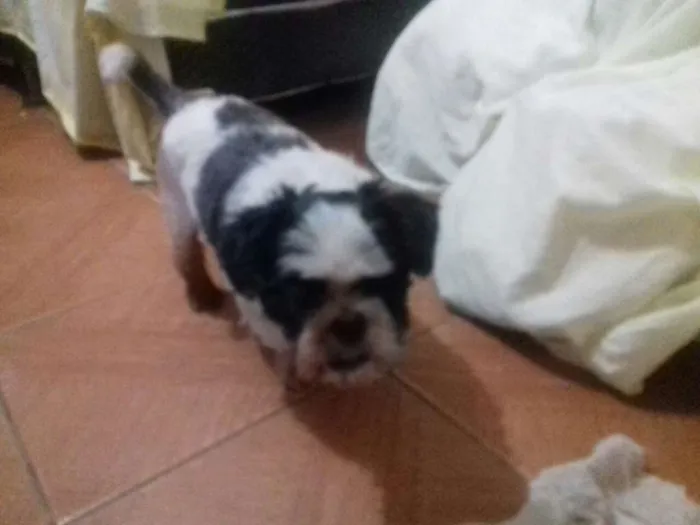 Cachorro ra a Shitzu idade 3 anos nome Bruninho 