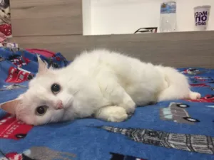 Gato raça SRD idade 1 ano nome Mingau 