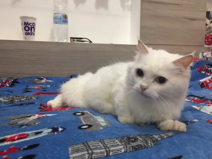 Gato ra a SRD idade 1 ano nome Mingau 
