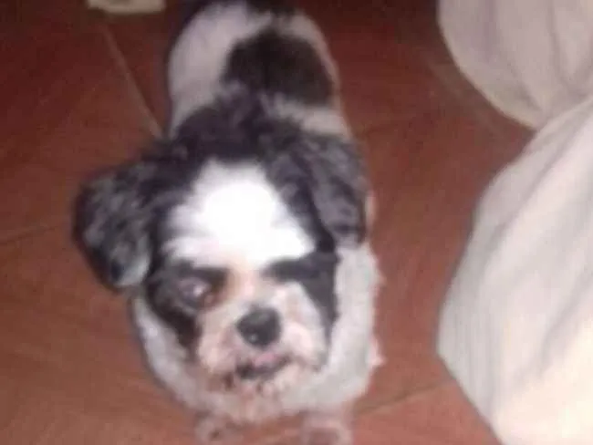 Cachorro ra a Shitzu idade 3 anos nome Bruninho 