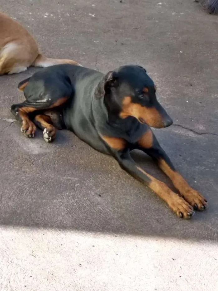 Cachorro ra a Doberman idade 5 anos nome Thor