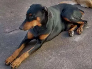 Cachorro raça Doberman idade 5 anos nome Thor