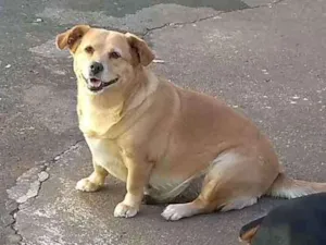 Cachorro raça SRD idade 4 anos nome Tati