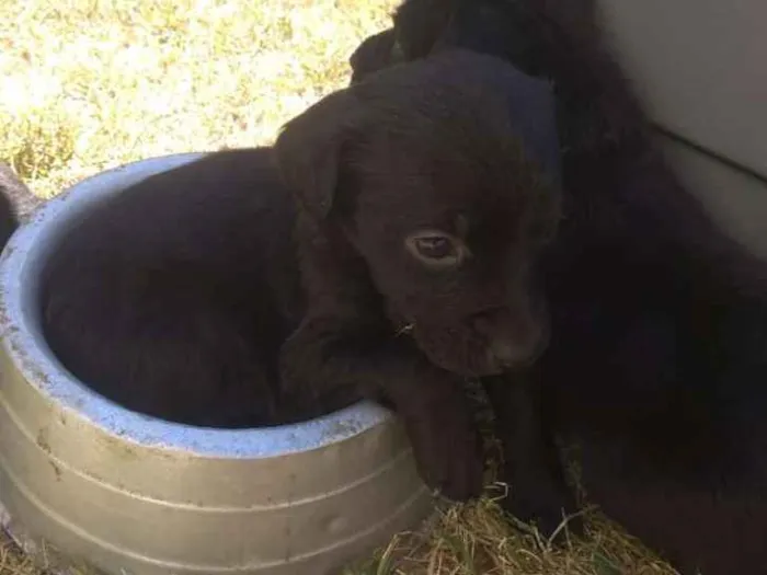Cachorro ra a Labrador com vira lata idade Abaixo de 2 meses nome Mel