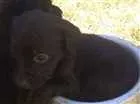 Cachorro raça Labrador com vira lata idade Abaixo de 2 meses nome Mel