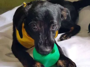 Cachorro raça  idade 7 a 11 meses nome Caio