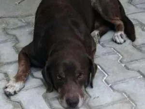 Cachorro raça Labrador idade 5 anos nome Chocolate