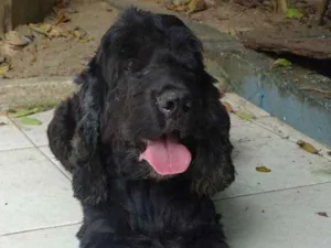 Cachorro raça Cocker idade 6 ou mais anos nome Binho