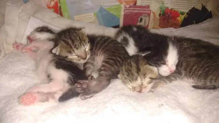 Gato raça SRD idade Abaixo de 2 meses nome A escolher