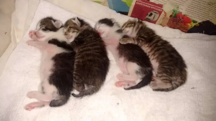 Gato raça SRD idade Abaixo de 2 meses nome A escolher