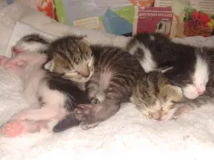 Gato raça SRD idade Abaixo de 2 meses nome A escolher