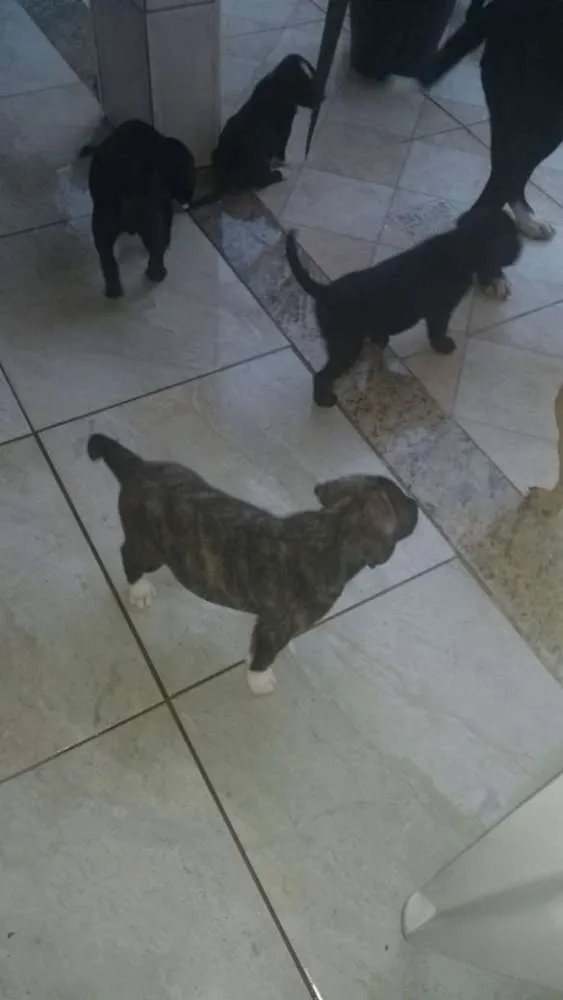 Cachorro raça Genérica idade Abaixo de 2 meses nome Lola