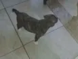 Lola
