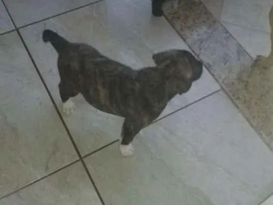 Cachorro raça Genérica idade Abaixo de 2 meses nome Lola