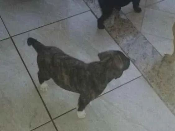 Cachorro raça Genérica idade Abaixo de 2 meses nome Lola