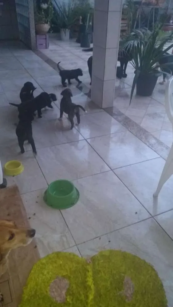 Cachorro raça Genérica idade Abaixo de 2 meses nome Lola