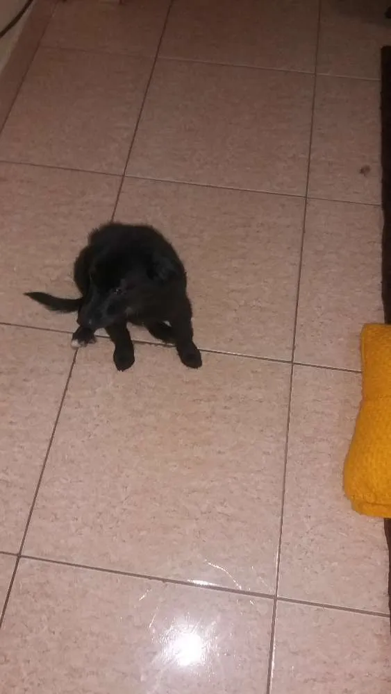 Cachorro ra a Mestiço  idade 2 a 6 meses nome Sebastian
