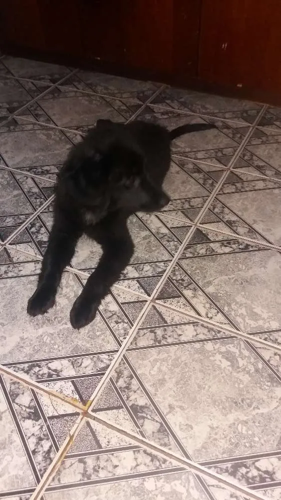 Cachorro ra a Mestiço  idade 2 a 6 meses nome Sebastian