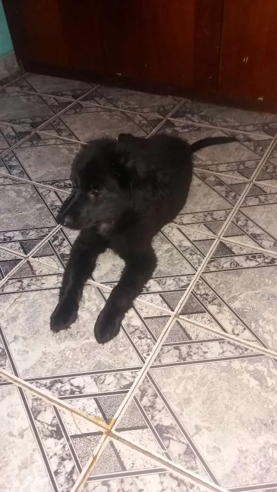Cachorro ra a Mestiço  idade 2 a 6 meses nome Sebastian