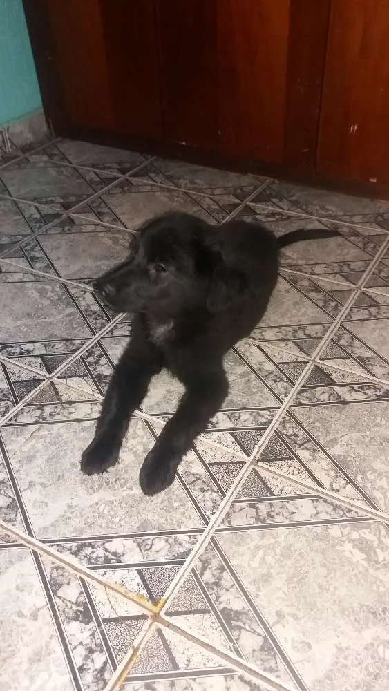 Cachorro ra a Mestiço  idade 2 a 6 meses nome Sebastian