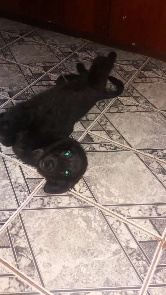 Cachorro ra a Mestiço  idade 2 a 6 meses nome Sebastian