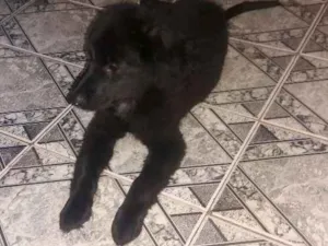 Cachorro raça Mestiço  idade 2 a 6 meses nome Sebastian