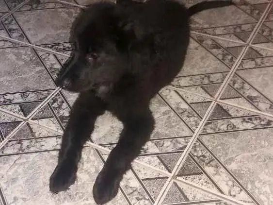 Cachorro ra a Mestiço  idade 2 a 6 meses nome Sebastian