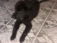 Sebastian