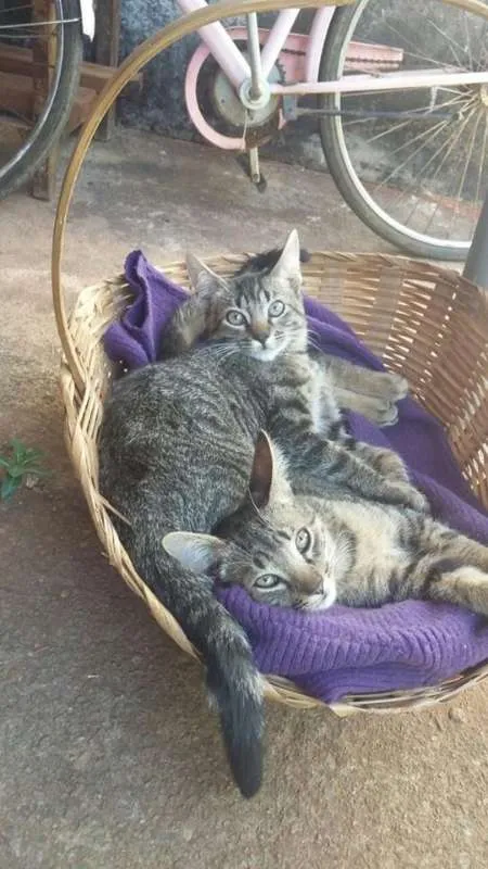 Gato ra a SRD idade 2 a 6 meses nome SEM NOME