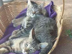 Gato raça SRD idade 2 a 6 meses nome SEM NOME