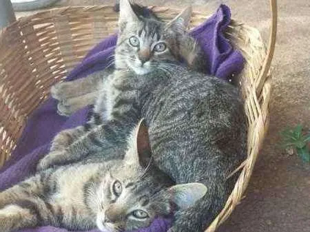 Gato ra a SRD idade 2 a 6 meses nome SEM NOME