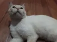 Nina