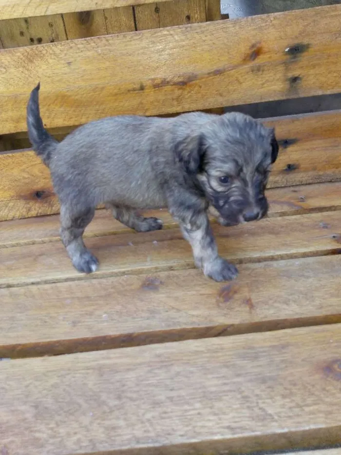 Cachorro ra a Poodle com SRD idade Abaixo de 2 meses nome Filhotes
