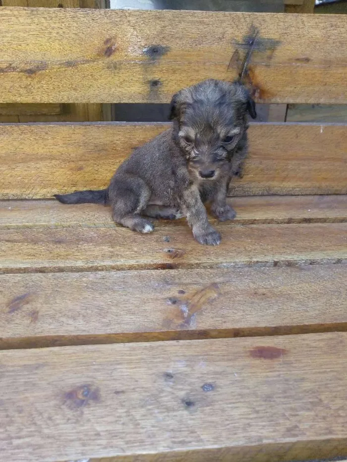 Cachorro ra a Poodle com SRD idade Abaixo de 2 meses nome Filhotes