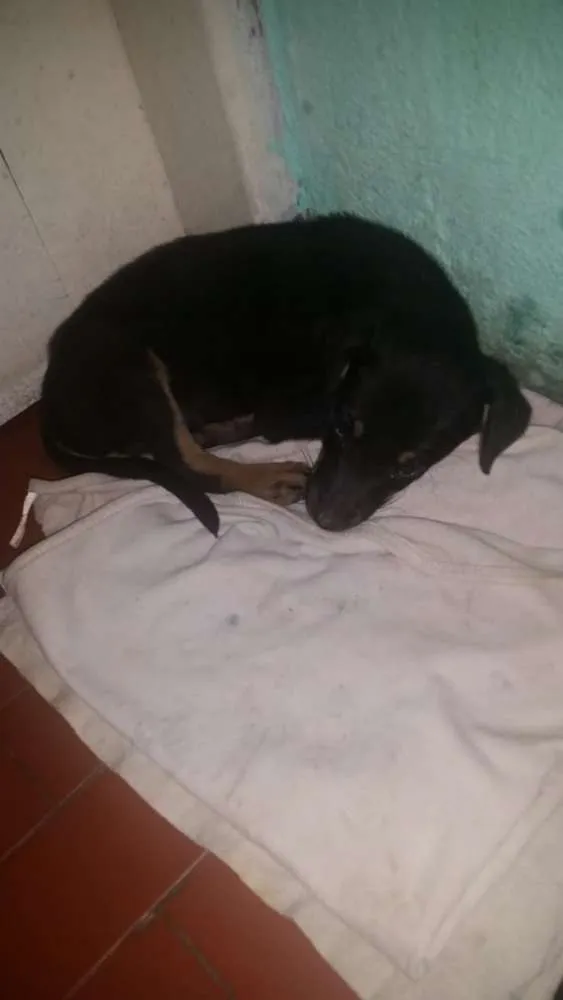 Cachorro ra a Indeterminada  idade 2 a 6 meses nome Belga