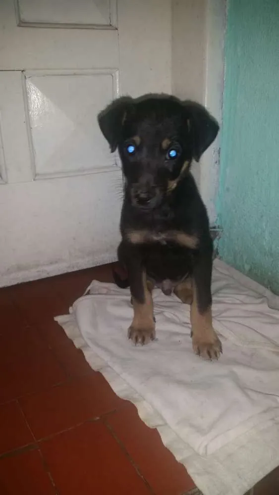 Cachorro ra a Indeterminada  idade 2 a 6 meses nome Belga