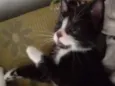 Gatos
