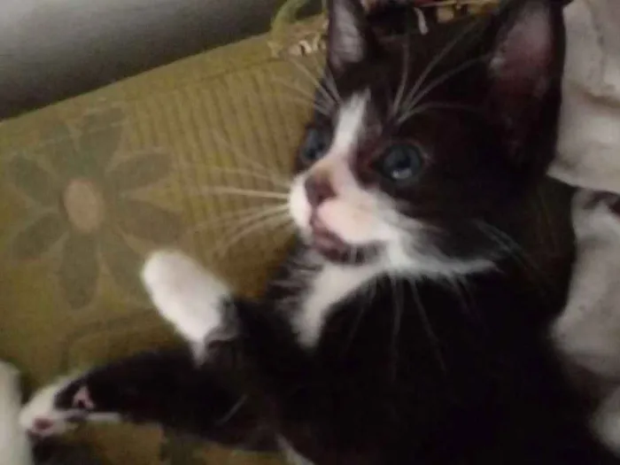 Gato ra a  idade 2 a 6 meses nome Gatos