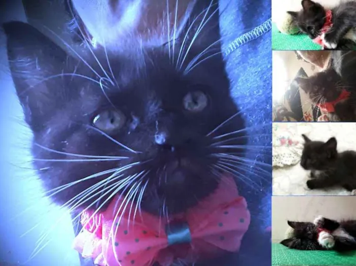 Gato ra a SRD idade 2 a 6 meses nome Pantera,Branca e Tigresa