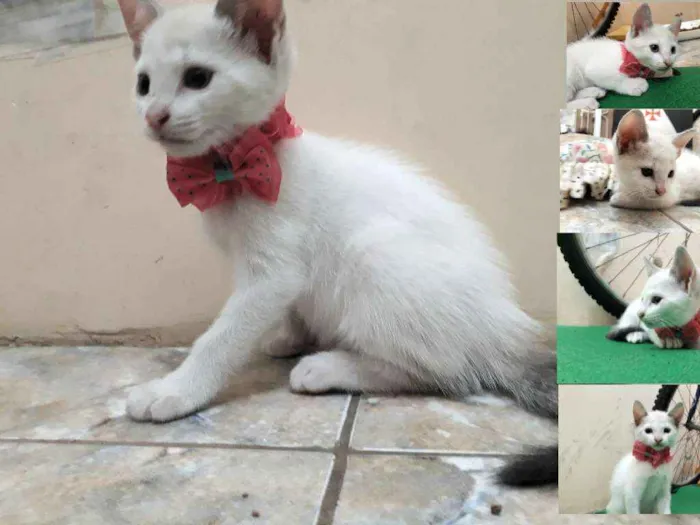 Gato ra a SRD idade 2 a 6 meses nome Pantera,Branca e Tigresa