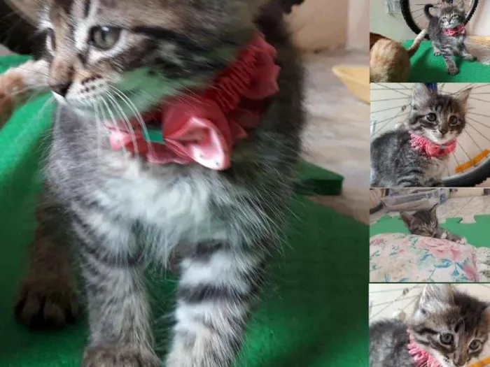 Gato ra a SRD idade 2 a 6 meses nome Pantera,Branca e Tigresa