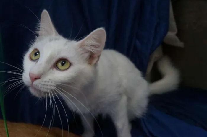 Gato ra a  idade 2 a 6 meses nome Shiny